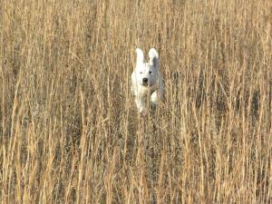 Easter Bunny Dog 112909