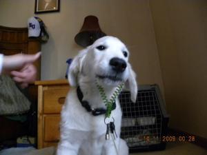 may I borrow the car 111509