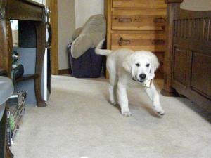 retrieving medicine 111509