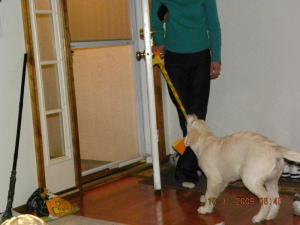 tug open the door 11509