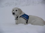 Service Dog Snow Pose